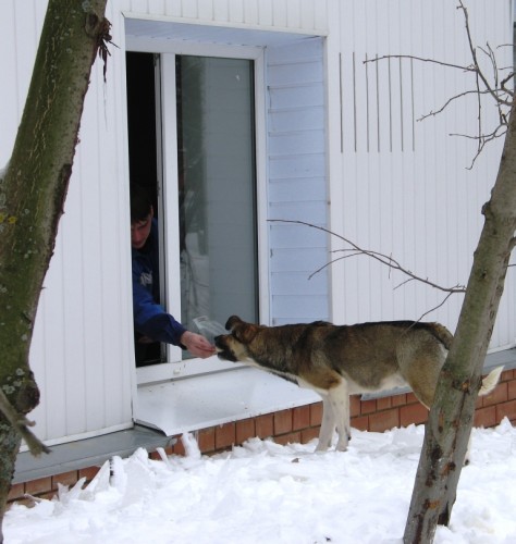 Собачка.JPG
