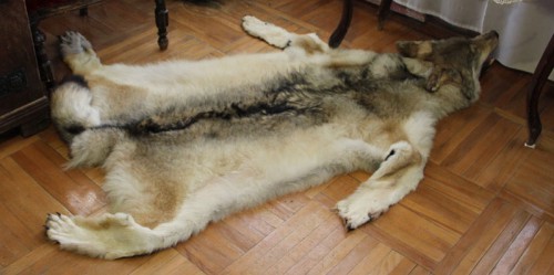 Светильники и шкура волка - такая же шкура когда-то украшала эту комнату.