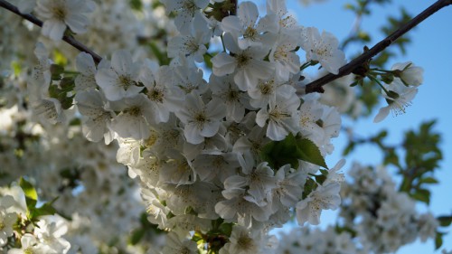 DSC04435-1.jpg