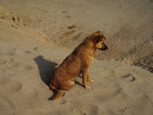 и собаки любят море :)