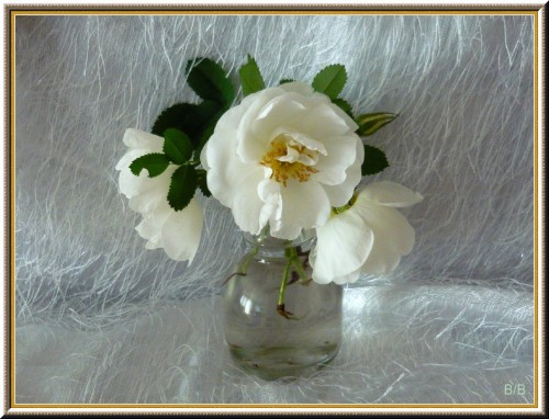 Белый шиповник