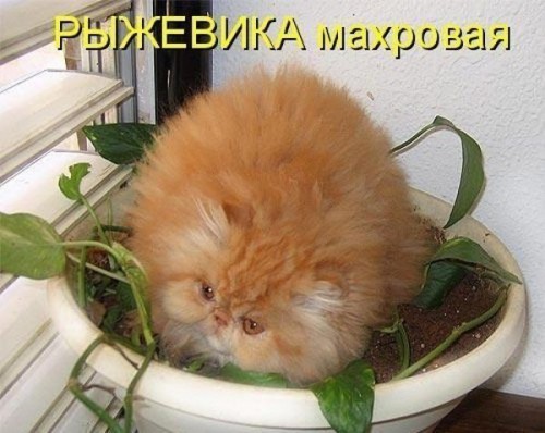 РЫЖЕВИКА.jpg