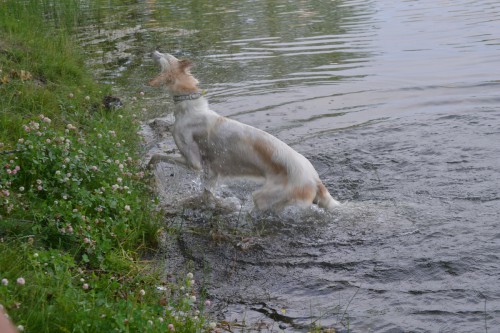 DSC_8387.JPG