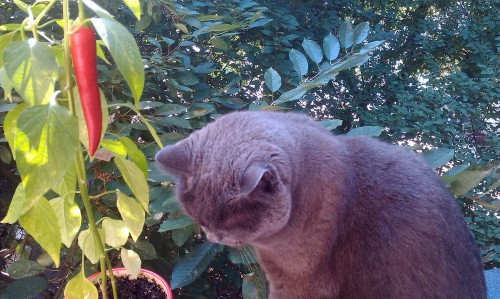 IMAG0508.jpg