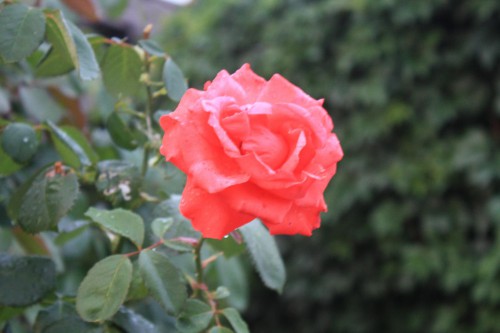 IMG_7381.JPG