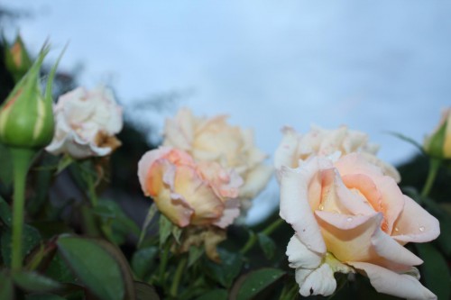 IMG_7376.JPG
