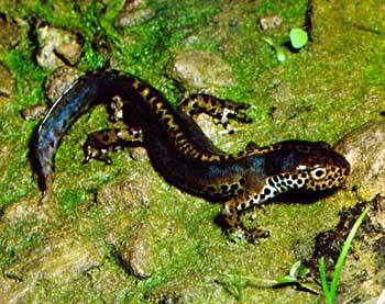 salamandra_b.jpg