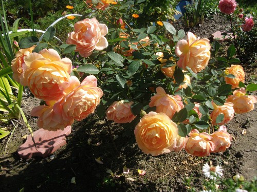 DSCF8511.JPG