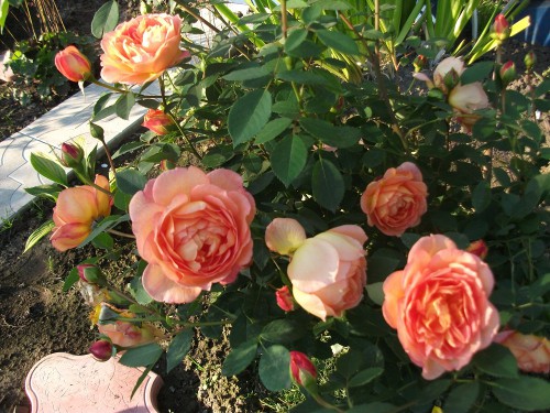 DSCF8475.JPG