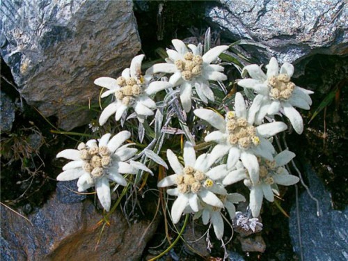 flower_06.jpg