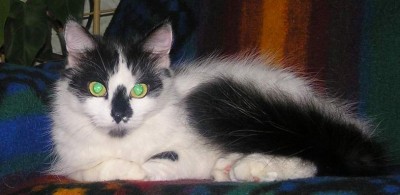 котя_2.jpg