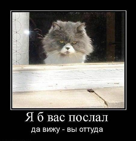 котэ.jpg