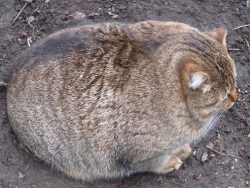 кот1.jpg