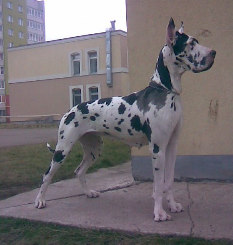 Берта