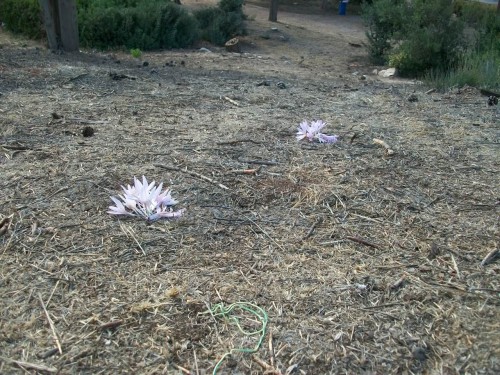 100_4290.JPG