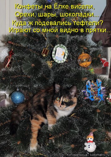kotomatritsa_9g7.jpg