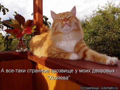 kotomatritsa_HM.jpg
