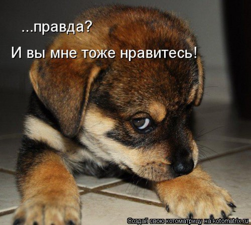 kotomatritsa_4D.jpg