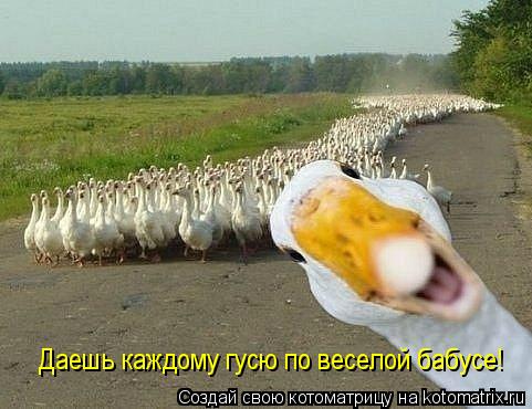 kotomatritsa__.jpg