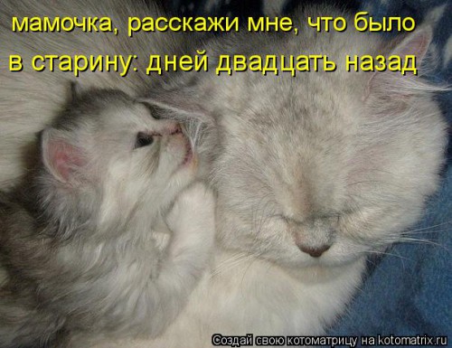 kotomatritsa_Fw.jpg