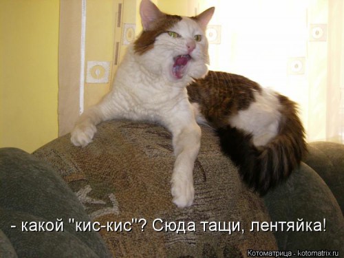 kotomatritsa_Rz.jpg