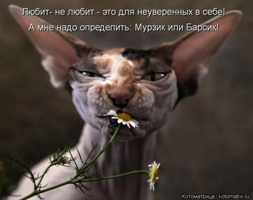 kotomatritsa_80.jpg