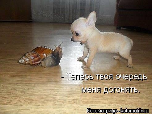 kotomatritsa_L.jpg