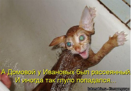 kotomatritsa_IE.jpg