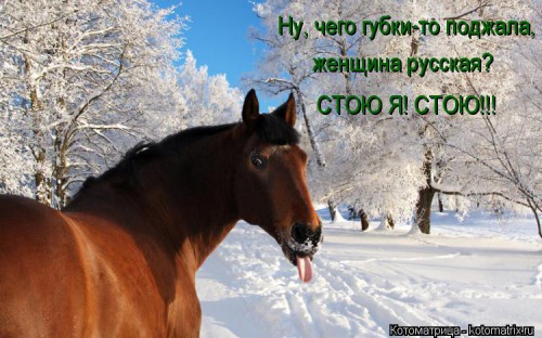 kotomatritsa_d_.jpg