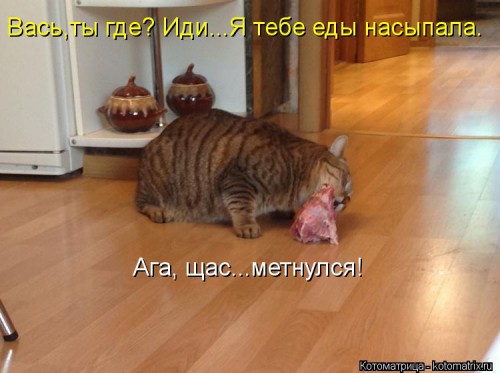 kotomatritsa_Ti.jpg