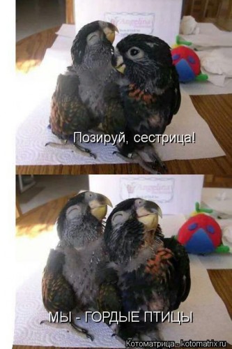 kotomatritsa_6.jpg