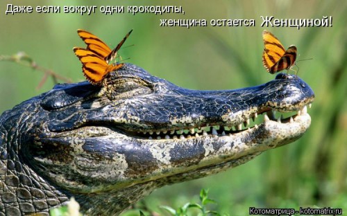 kotomatritsa_cO.jpg