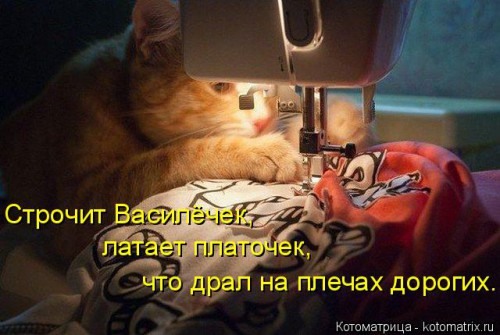 kotomatritsa_ZF.jpg