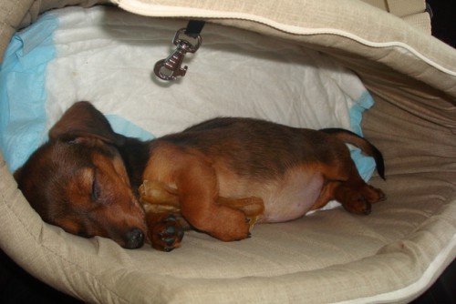 По дороге на дачу - в обнимку с косточкой!