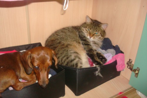 Кот залез в детские носки на даче и Фро туда же надо!