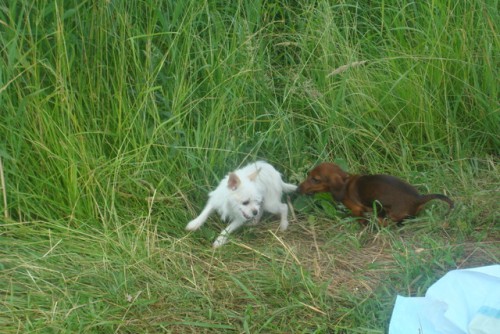 Внимание на хвост чихуашки!