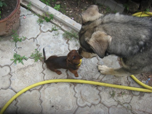 Сравнение размеров (у родственницы в гостях)