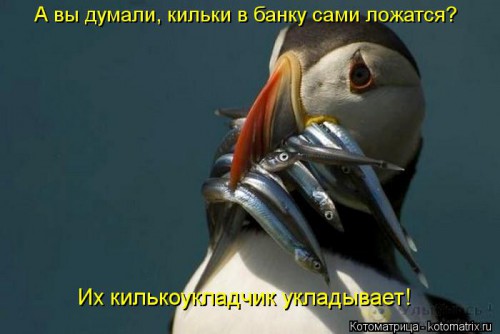 kotomatritsa_Ou.jpg