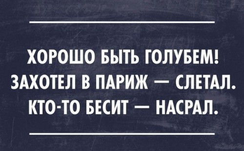 голубь.jpg