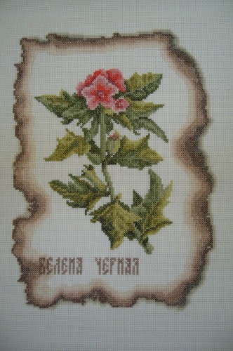 Колдовская книга. Белена.