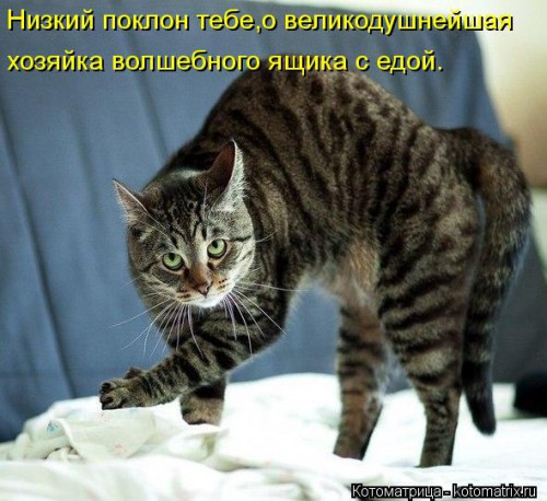 kotomatritsa_Zr.jpg