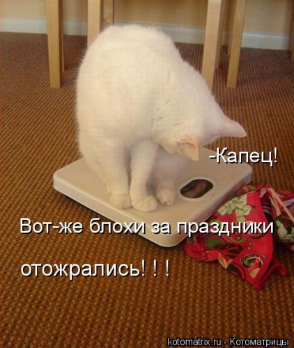 kotomatritsa_S.jpg