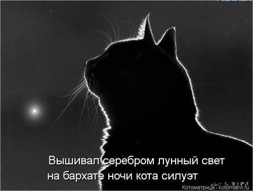 kotomatritsa_A-.jpg