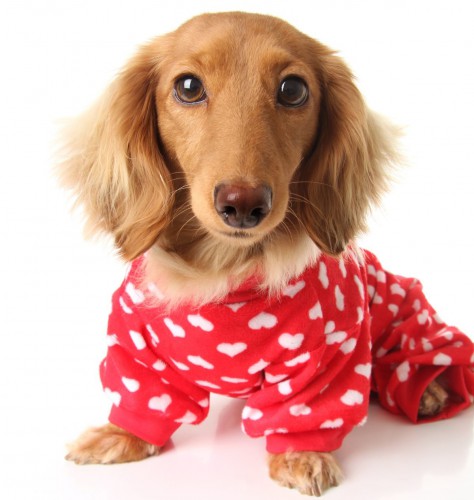 animals (11).jpg