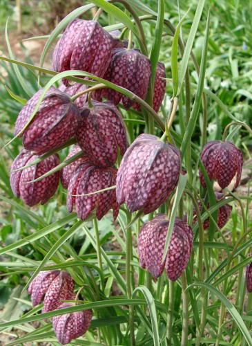 frit_m_2.jpg