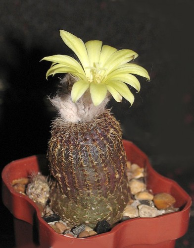 Frailea phaeodisca