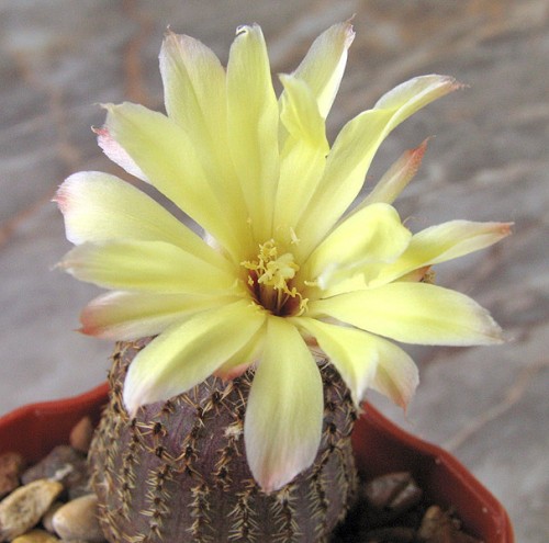 Frailea phaeodisca