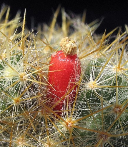 Mammilaria prolifera