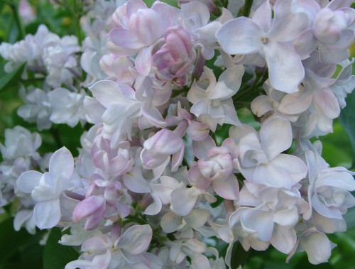 syringa PO_1.jpg (589.76 КБ) 3696 просмотров Полина Осипенко