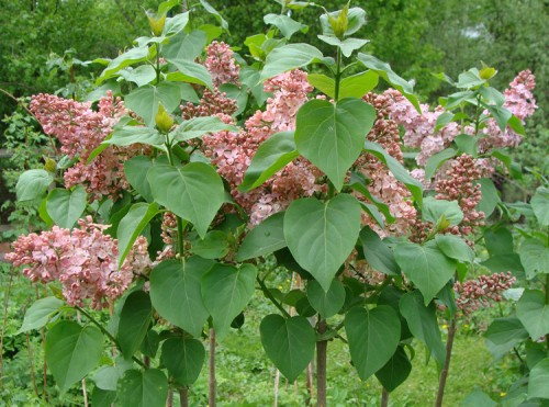 сорт Мулатка